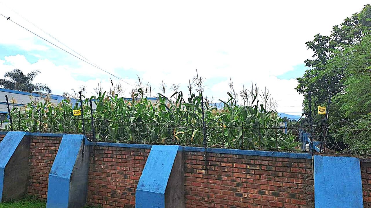 Photo 12 of 12