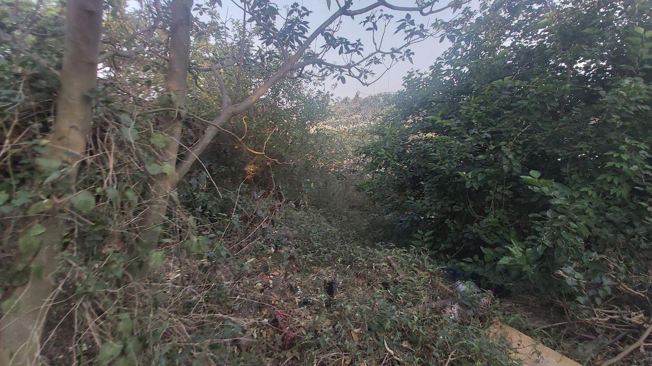Photo 12 of 12